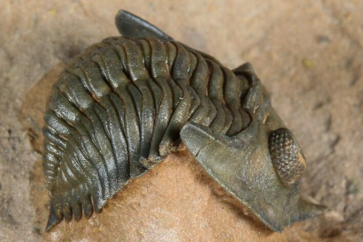 Pseudocryphaeus (Cryphina) Trilobite - Lghaft, Morocco #368583
